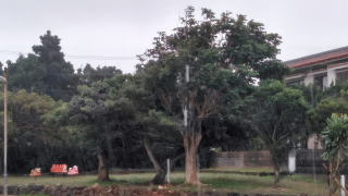 雨