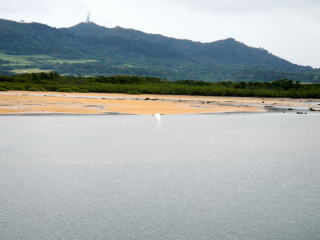 見えるかな？白鳥が飛んでいる