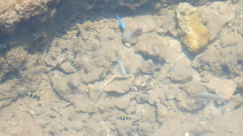 熱帯魚の家の熱帯魚