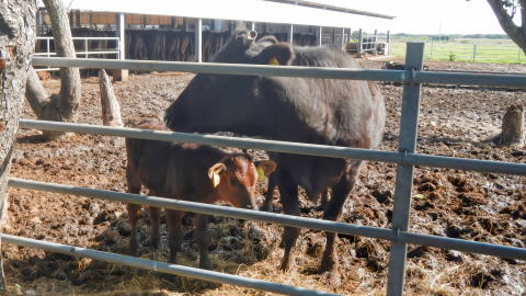 黒島といえば・・・