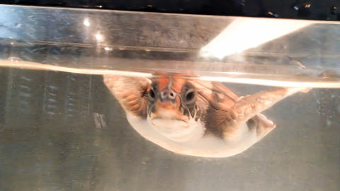 黒島研究所のタイマイ