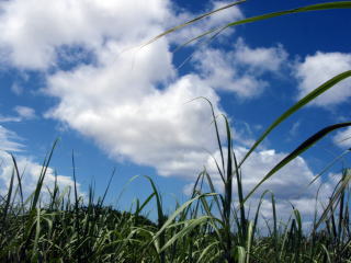 青い空、白い雲