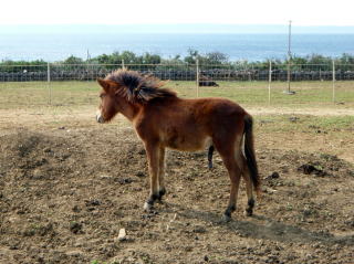 海を見つめる宮古馬