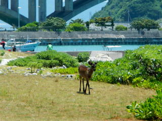 前浜に現れたケラマジカ①