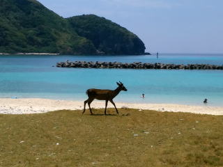 前浜に現れたケラマジカ②