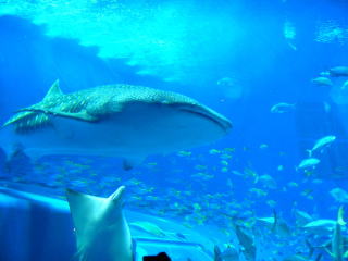 美ら海水族館ときたら、ジンベエ