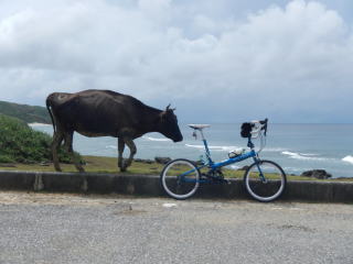 ウシ＆フライデー