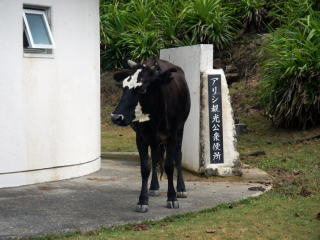 トイレから出てきたウシ