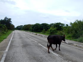 道路を歩くウシ