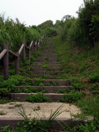 この階段を登っていきます