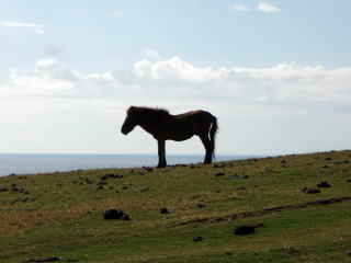 海を見つめる馬