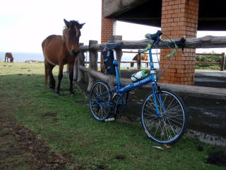 フライデー＆馬