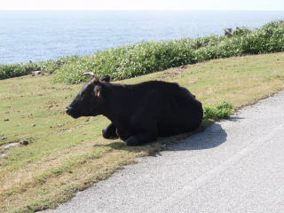 ふられた・・・